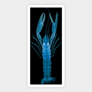 Langoustine, X-ray (Z220/0125) Sticker